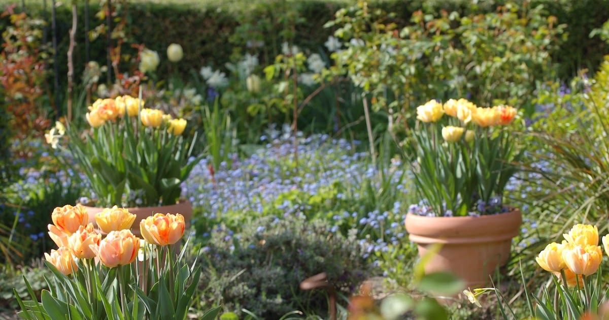 Pokon Verkoopwinkel -Pokon Verkoopwinkel tulpen in potten 1